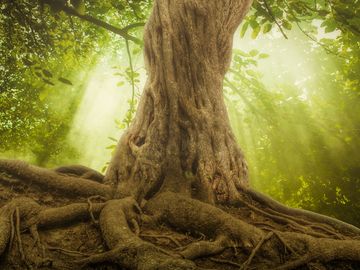 atmender Baum im Sonnenlicht